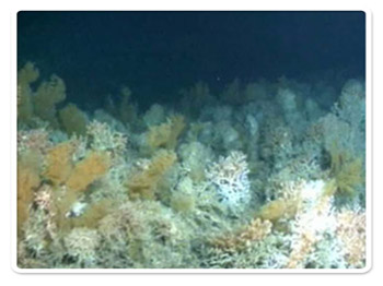 A high diversity of corals and sponges on the Galway carbonate mounds, Porcupine Seabight (Image copyright Ifremer & AWI, 2003).